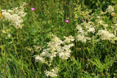 Filipendula Ulmaria 'nın çiçeklerini kapatın, genellikle yaz boyunca Meadowswee olarak bilinir. beyaz çayır çiçekleri