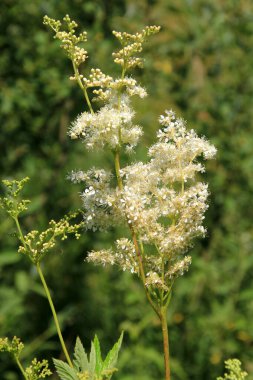 Filipendula Ulmaria 'nın çiçeklerini kapatın, genellikle yaz boyunca Meadowswee olarak bilinir. beyaz çayır çiçekleri
