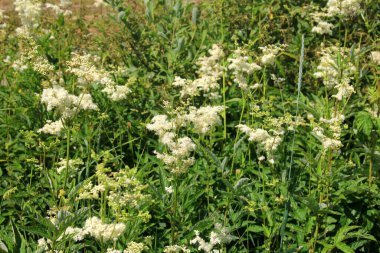Filipendula Ulmaria 'nın çiçeklerini kapatın, genellikle yaz boyunca Meadowswee olarak bilinir. beyaz çayır çiçekleri
