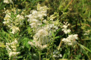 Filipendula Ulmaria 'nın çiçeklerini kapatın, genellikle yaz boyunca Meadowswee olarak bilinir. beyaz çayır çiçekleri