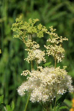 Close up of the flowers of Filipendula ulmaria, commonly known as meadowswee during summer. white meadow flowers clipart