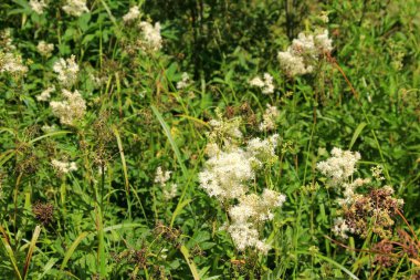 Filipendula Ulmaria 'nın çiçeklerini kapatın, genellikle yaz boyunca Meadowswee olarak bilinir. beyaz çayır çiçekleri