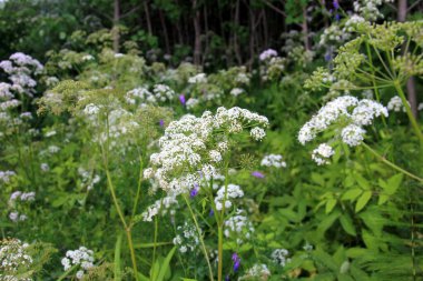 Filipendula Ulmaria 'nın çiçeklerini kapatın, genellikle yaz boyunca Meadowswee olarak bilinir. beyaz çayır çiçekleri