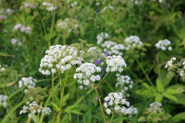 Filipendula Ulmaria 'nın çiçeklerini kapatın, genellikle yaz boyunca Meadowswee olarak bilinir. beyaz çayır çiçekleri
