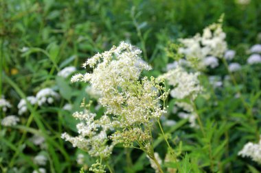 Filipendula Ulmaria 'nın çiçeklerini kapatın, genellikle yaz boyunca Meadowswee olarak bilinir. beyaz çayır çiçekleri