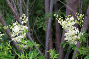Filipendula Ulmaria 'nın çiçeklerini kapatın, genellikle yaz boyunca Meadowswee olarak bilinir. beyaz çayır çiçekleri