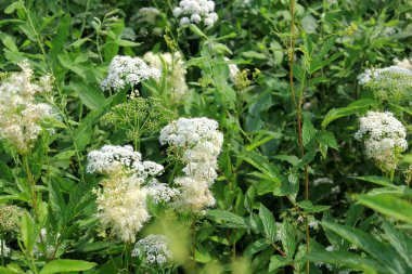 Filipendula Ulmaria 'nın çiçeklerini kapatın, genellikle yaz boyunca Meadowswee olarak bilinir. beyaz çayır çiçekleri