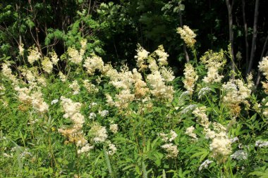 Close up of the flowers of Filipendula ulmaria, commonly known as meadowswee during summer. white meadow flowers clipart