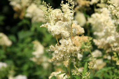 Filipendula Ulmaria 'nın çiçeklerini kapatın, genellikle yaz boyunca Meadowswee olarak bilinir. beyaz çayır çiçekleri