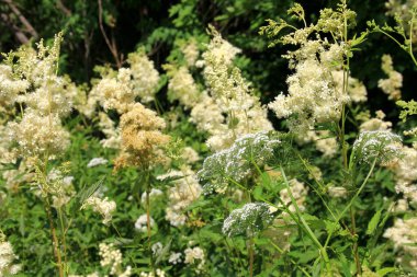 Filipendula Ulmaria 'nın çiçeklerini kapatın, genellikle yaz boyunca Meadowswee olarak bilinir. beyaz çayır çiçekleri