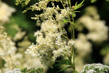 Filipendula Ulmaria 'nın çiçeklerini kapatın, genellikle yaz boyunca Meadowswee olarak bilinir. beyaz çayır çiçekleri