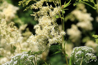 Filipendula Ulmaria 'nın çiçeklerini kapatın, genellikle yaz boyunca Meadowswee olarak bilinir. beyaz çayır çiçekleri