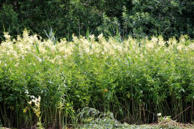 Filipendula Ulmaria 'nın çiçeklerini kapatın, genellikle yaz boyunca Meadowswee olarak bilinir. beyaz çayır çiçekleri