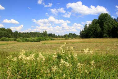 Filipendula Ulmaria 'nın çiçeklerini kapatın, genellikle yaz boyunca Meadowswee olarak bilinir. beyaz çayır çiçekleri