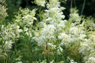 Filipendula Ulmaria 'nın çiçeklerini kapatın, genellikle yaz boyunca Meadowswee olarak bilinir. beyaz çayır çiçekleri