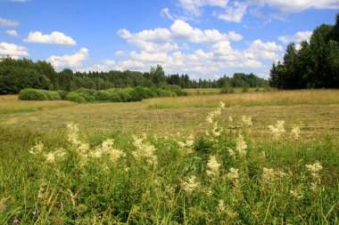 Filipendula Ulmaria 'nın çiçeklerini kapatın, genellikle yaz boyunca Meadowswee olarak bilinir. beyaz çayır çiçekleri