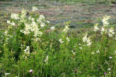 Close up of the flowers of Filipendula ulmaria, commonly known as meadowswee during summer. white meadow flowers clipart