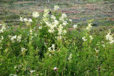 Filipendula Ulmaria 'nın çiçeklerini kapatın, genellikle yaz boyunca Meadowswee olarak bilinir. beyaz çayır çiçekleri