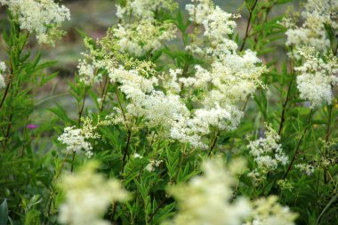 Filipendula Ulmaria 'nın çiçeklerini kapatın, genellikle yaz boyunca Meadowswee olarak bilinir. beyaz çayır çiçekleri