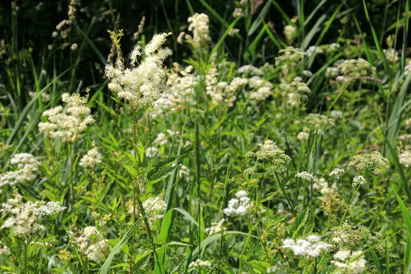 stock image Close up of the flowers of Filipendula ulmaria, commonly known as meadowswee during summer. white meadow flowers