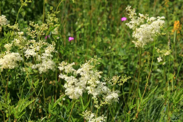 stock image Close up of the flowers of Filipendula ulmaria, commonly known as meadowswee during summer. white meadow flowers