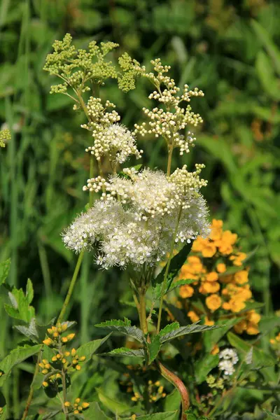 stock image Close up of the flowers of Filipendula ulmaria, commonly known as meadowswee during summer. white meadow flowers