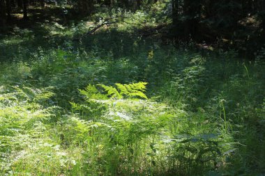 Yaz boyunca ağaç dalları ve yapraklar. Ormanların tahrip edilmesinden sonra ağaçların gövdeleri yerde.