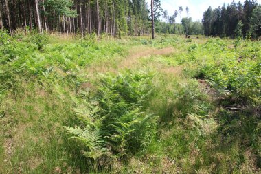 Yaz boyunca ağaç dalları ve yapraklar. Ormanların tahrip edilmesinden sonra ağaçların gövdeleri yerde.
