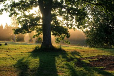 Akşamki sarı ışıkta, dallardan sarkan yeşil meşe yaprakları. Yazın yeşil yapraklı meşe dalı
