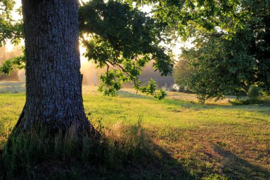 Akşamki sarı ışıkta, dallardan sarkan yeşil meşe yaprakları. Yazın yeşil yapraklı meşe dalı