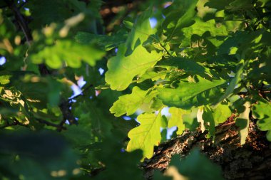 Akşamki sarı ışıkta, dallardan sarkan yeşil meşe yaprakları. Yazın yeşil yapraklı meşe dalı