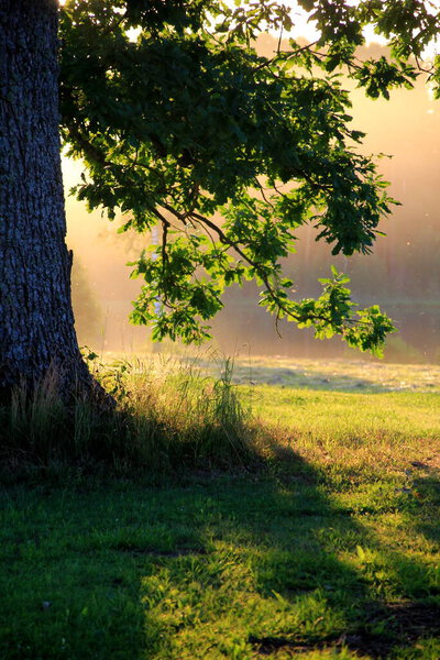 листья зеленого дуба, свисающие с ветвей, сфотографированных на фоне вечернего желтого света. ветка дуба с зелеными листьями летом