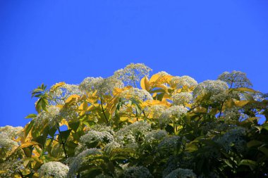 Siyah yaşlıların beyaz çiçekleri, güneşli yaz günlerinde Sambucus Nigra. Bahçedeki Mürver çiçekleri