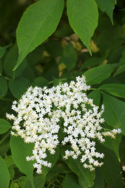Siyah yaşlıların beyaz çiçekleri, güneşli yaz günlerinde Sambucus Nigra. Bahçedeki Mürver çiçekleri