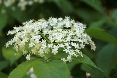 Siyah yaşlıların beyaz çiçekleri, güneşli yaz günlerinde Sambucus Nigra. Bahçedeki Mürver çiçekleri