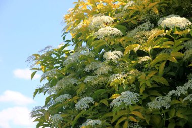 Siyah yaşlıların beyaz çiçekleri, güneşli yaz günlerinde Sambucus Nigra. Bahçedeki Mürver çiçekleri