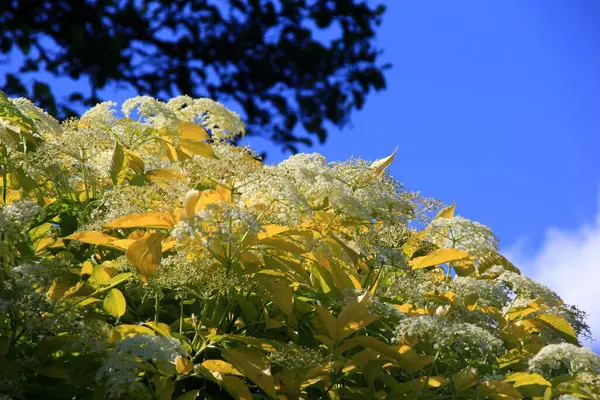 Stock image White flowers of black elder, Sambucus nigra in sunny summer day. Elderberry flowers in the garden