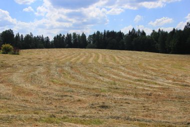 Açık mavi gökyüzünün altında, tarlanın kenarındaki ormanla birlikte kesilmiş kuru çimenler.. 