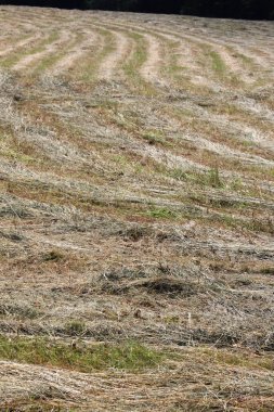 Açık mavi gökyüzünün altında, tarlanın kenarındaki ormanla birlikte kesilmiş kuru çimenler.. 