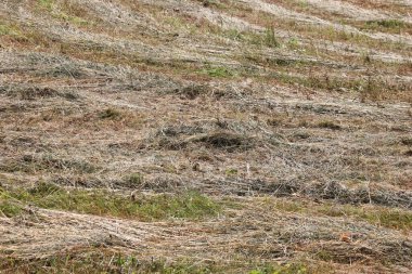 Açık mavi gökyüzünün altında, tarlanın kenarındaki ormanla birlikte kesilmiş kuru çimenler.. 
