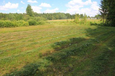 Açık mavi gökyüzünün altında, tarlanın kenarındaki ormanla birlikte kesilmiş kuru çimenler.. 