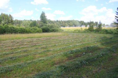 Açık mavi gökyüzünün altında, tarlanın kenarındaki ormanla birlikte kesilmiş kuru çimenler.. 