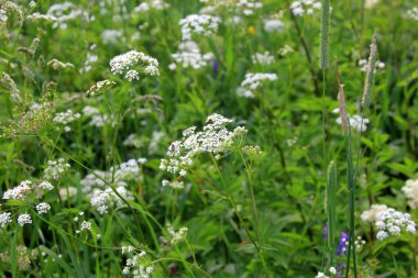 İnek maydanozu (Anthriscus sylvestris) da vahşi Chervil.Ormandaki beyaz çiçek tarlasına verilen isimdir. Doğa arkaplanı. 