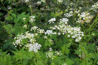 İnek maydanozu (Anthriscus sylvestris) da vahşi Chervil.Ormandaki beyaz çiçek tarlasına verilen isimdir. Doğa arkaplanı. 