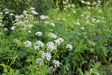 İnek maydanozu (Anthriscus sylvestris) da vahşi Chervil.Ormandaki beyaz çiçek tarlasına verilen isimdir. Doğa arkaplanı. 