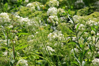 İnek maydanozu (Anthriscus sylvestris) da vahşi Chervil.Ormandaki beyaz çiçek tarlasına verilen isimdir. Doğa arkaplanı. 