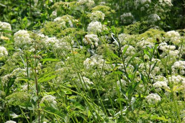 İnek maydanozu (Anthriscus sylvestris) da vahşi Chervil.Ormandaki beyaz çiçek tarlasına verilen isimdir. Doğa arkaplanı. 