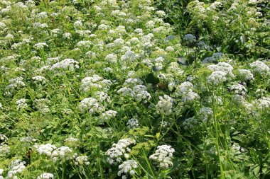 İnek maydanozu (Anthriscus sylvestris) da vahşi Chervil.Ormandaki beyaz çiçek tarlasına verilen isimdir. Doğa arkaplanı. 