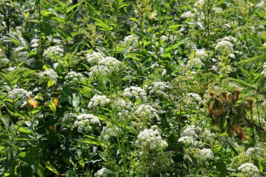 İnek maydanozu (Anthriscus sylvestris) da vahşi Chervil.Ormandaki beyaz çiçek tarlasına verilen isimdir. Doğa arkaplanı. 