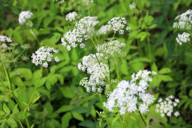 İnek maydanozu (Anthriscus sylvestris) da vahşi Chervil.Ormandaki beyaz çiçek tarlasına verilen isimdir. Doğa arkaplanı. 